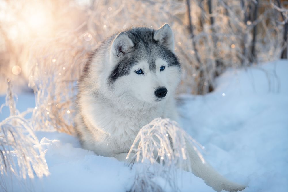 Photograph by Светлана Писарева