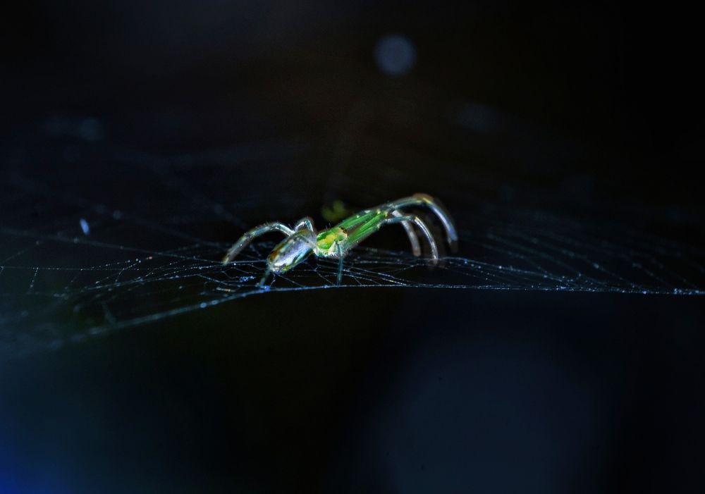Green spider ith magical light net