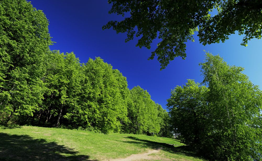 "Майская зелень"
