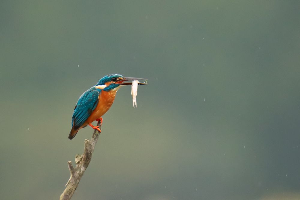 Photograph by Shabbosachi Das