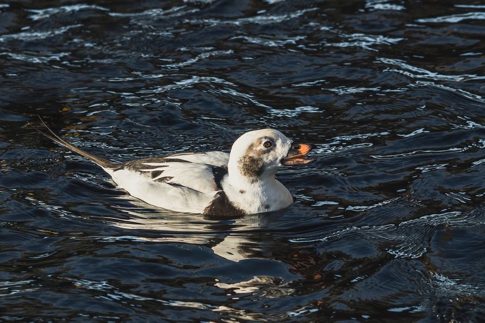 От улыбки, станет всем теплей!