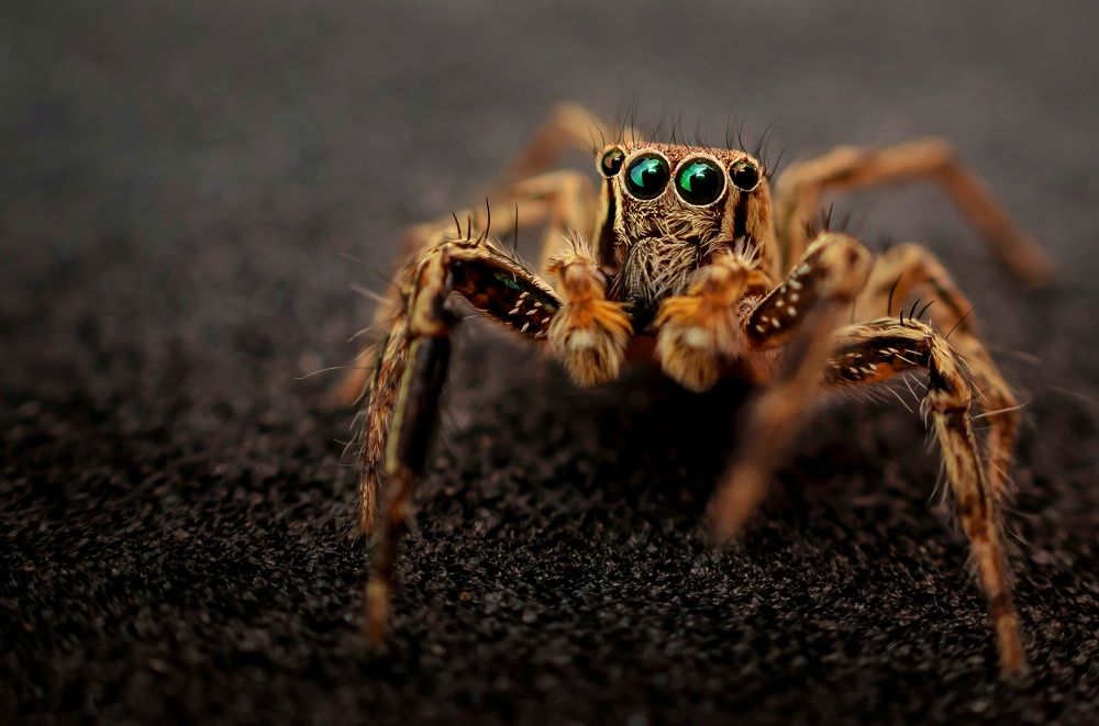 Photograph by Ehsan sourav