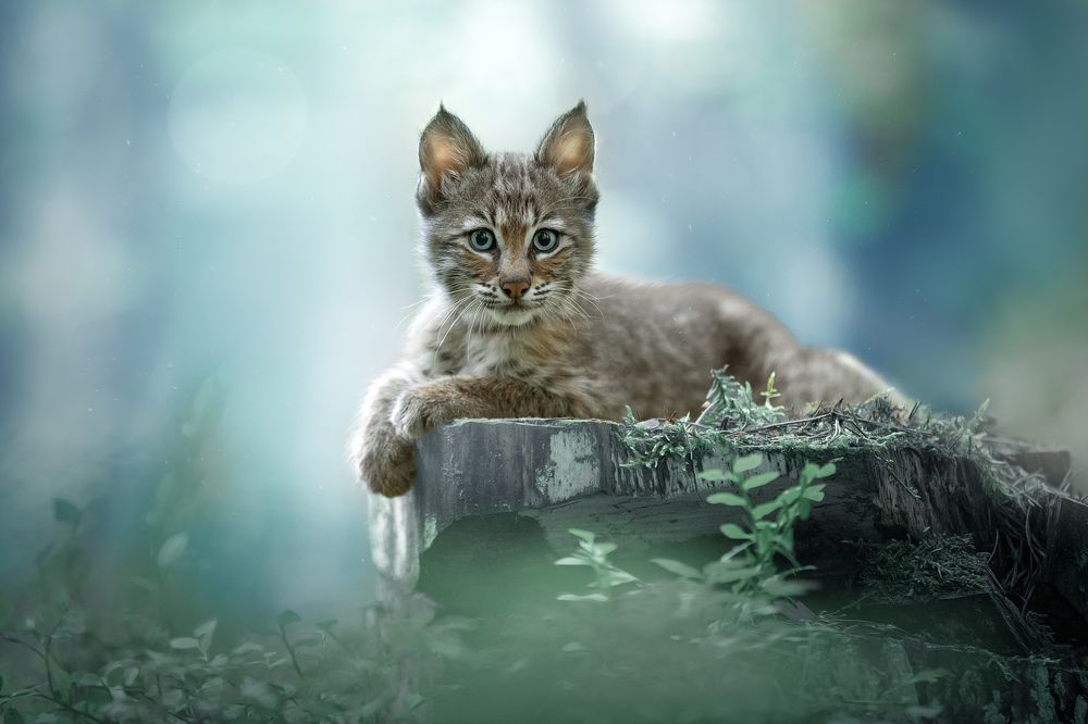 Photograph by Светлана Писарева