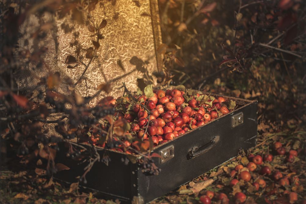 Яблочки в чемодане