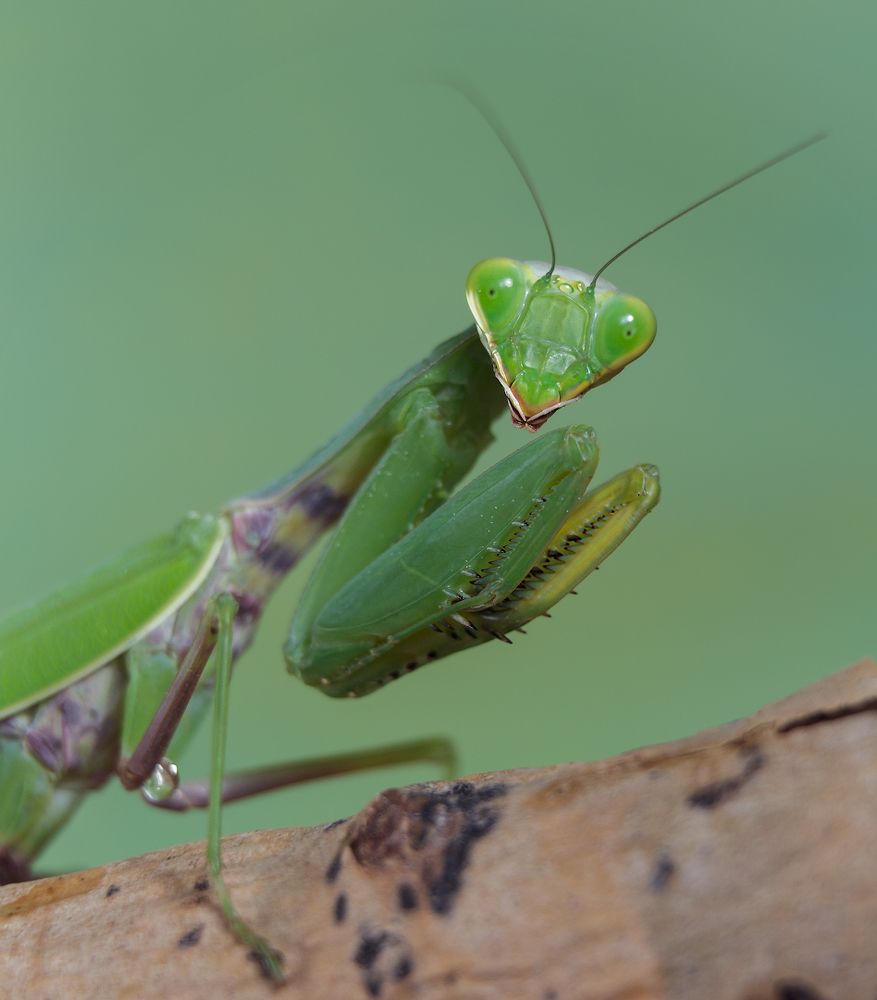 Она, она зелёная была