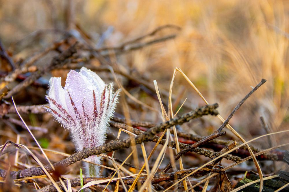 Photograph by Алексей Середенин