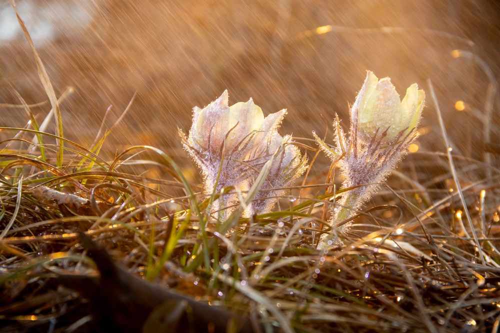 Photograph by Алексей Середенин