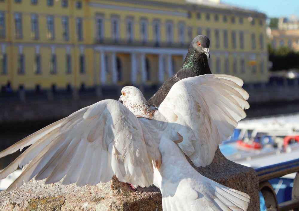 Белый танец. White dance.
