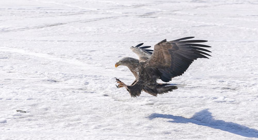 Photograph by Антонов Алексей