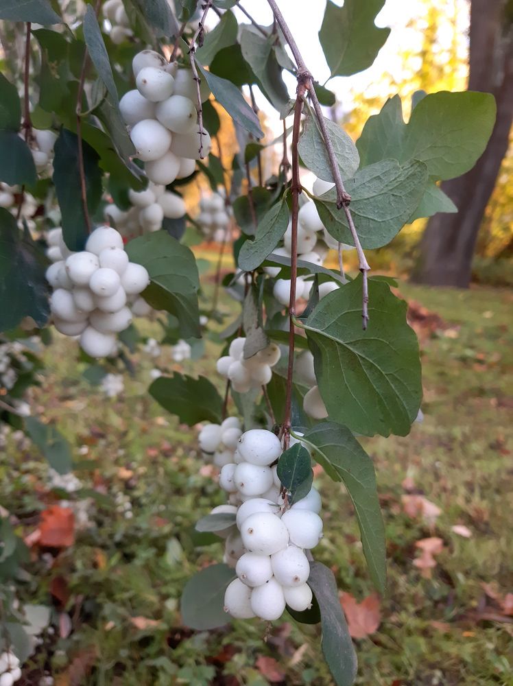 Фотография автора Светлана Дунаева