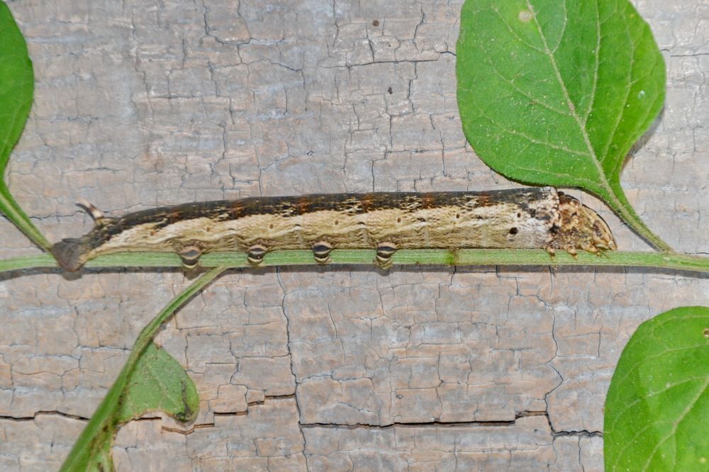 Photograph by Marzio Fattorini