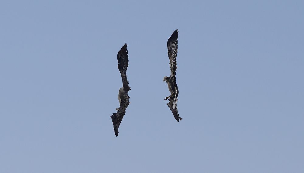 Photograph by Антонов Алексей