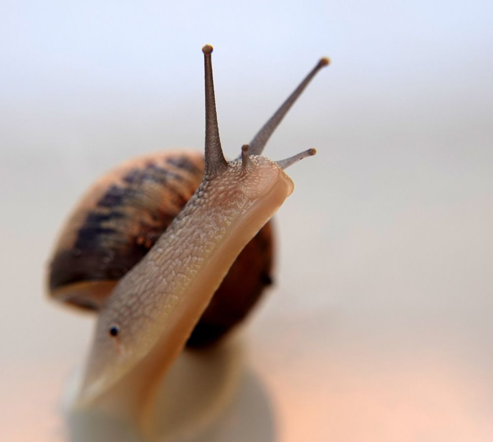 Snail of the day