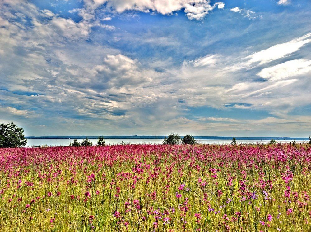 Цветущий луг на левом берегу Камы.
