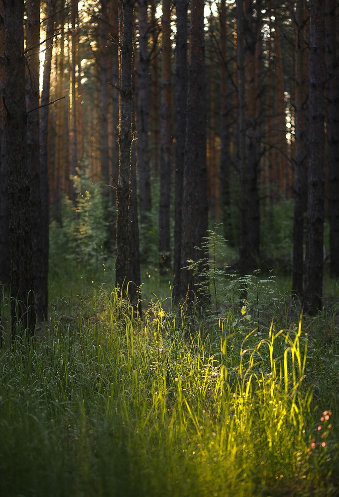 Photograph by Светлана Кавказская