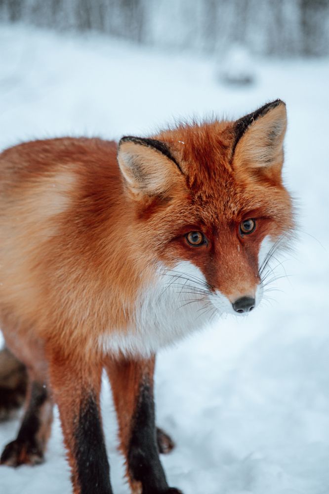 Лисий вздляд