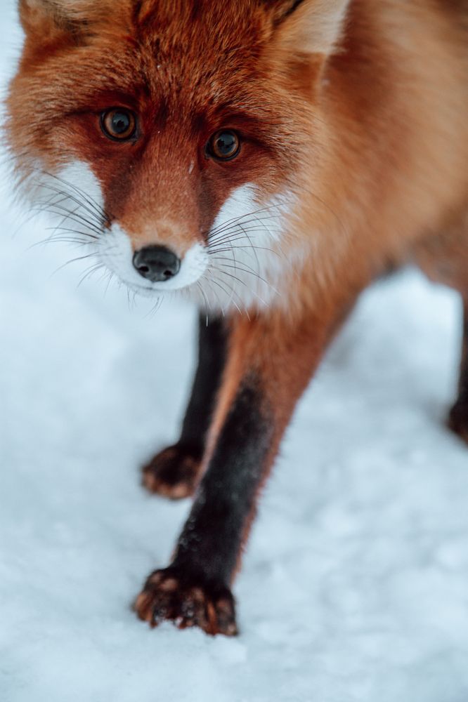 Хитрая лиса