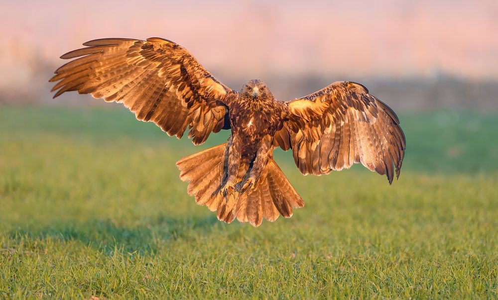 Photograph by Amir Alimoradian