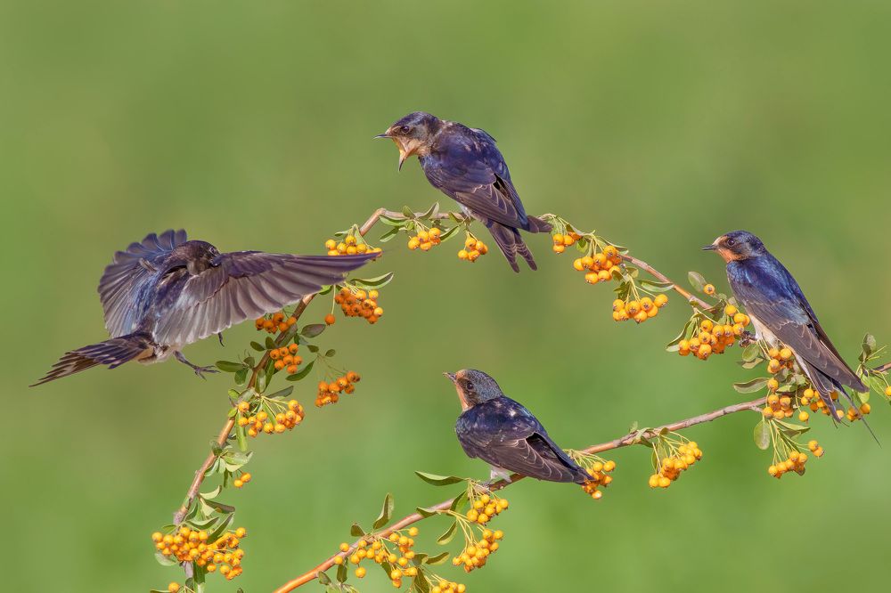 Photograph by Amir Alimoradian