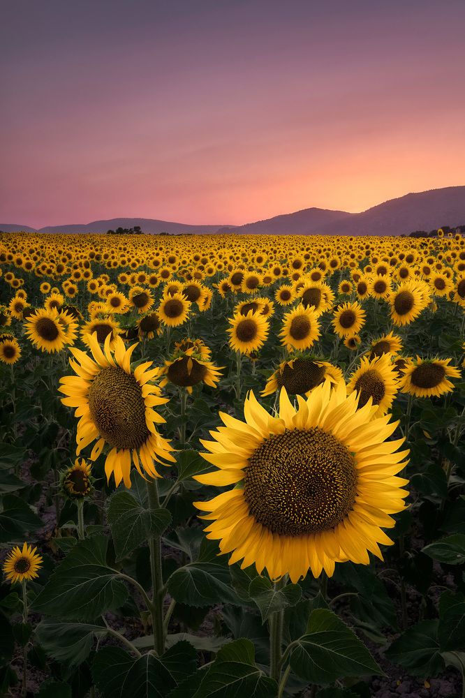 Photograph by Jorge Ciscar