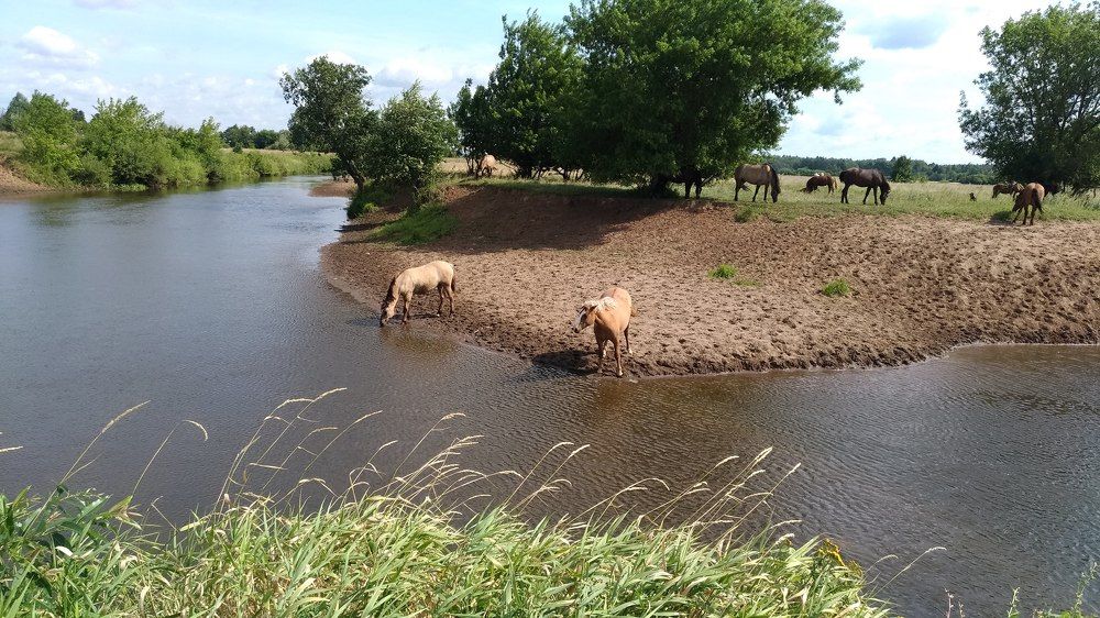 Вятская порода лошадей на реке Нылга.