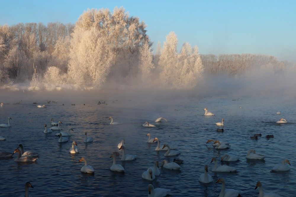 Лебединое озеро