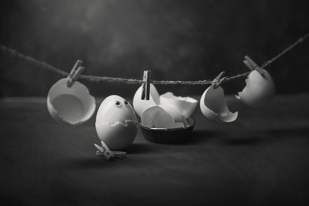 из жизни яиц