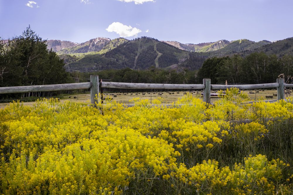 Mountain and Meadows