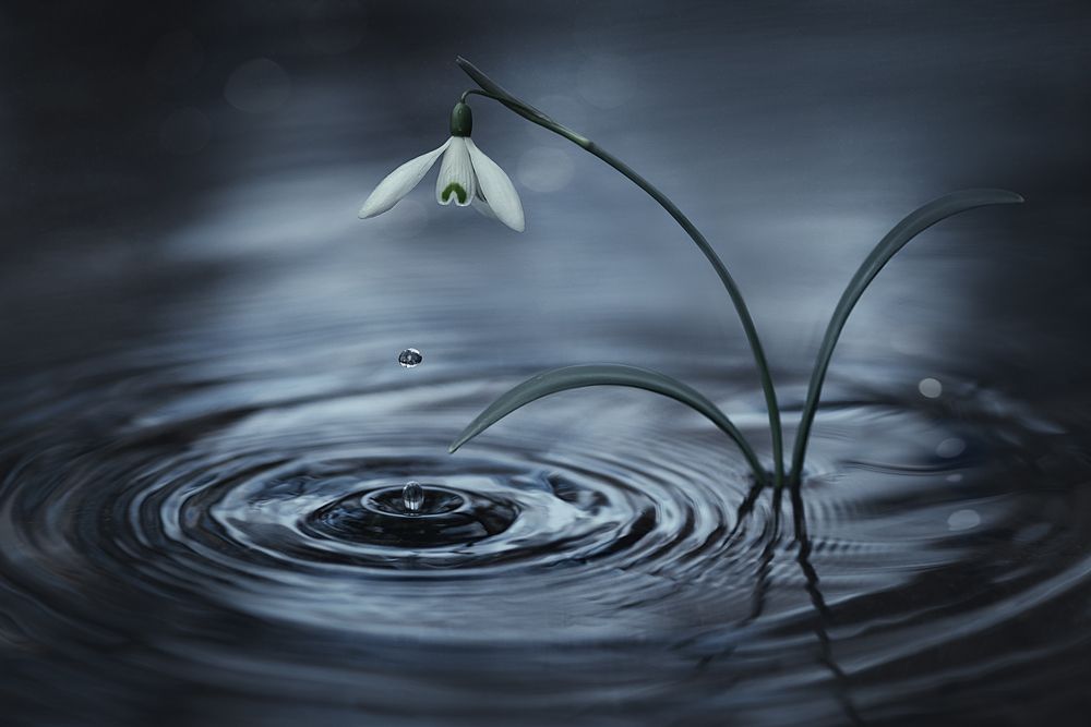 Слеза за слезой...