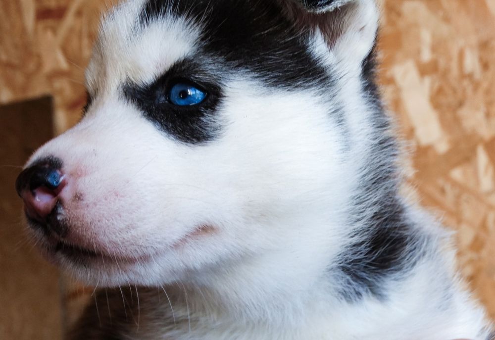 Photograph by Анжелика Трошина