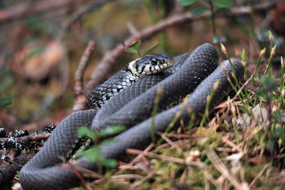 Photograph by Юрий Яковлев