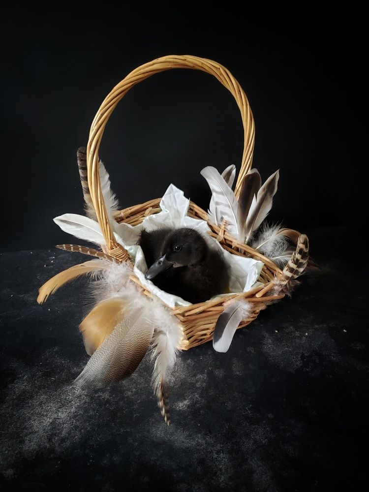 Little black duckling