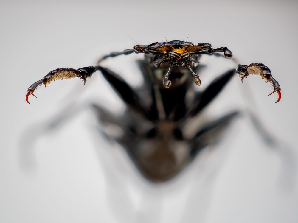 Photograph by Photons Reflectitur