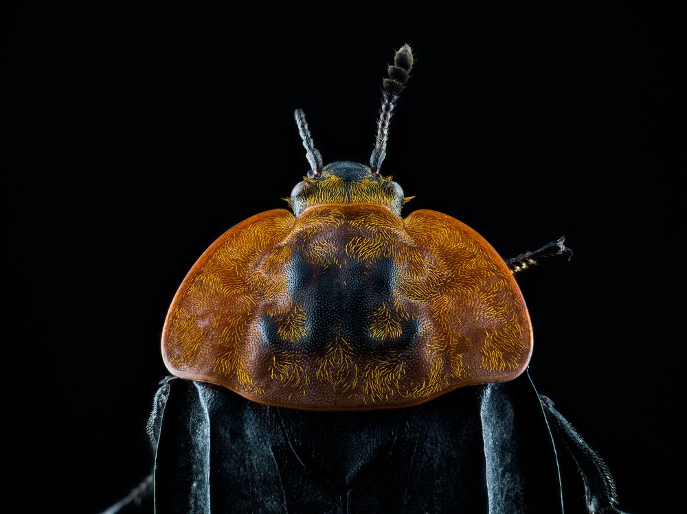 Photograph by Photons Reflectitur