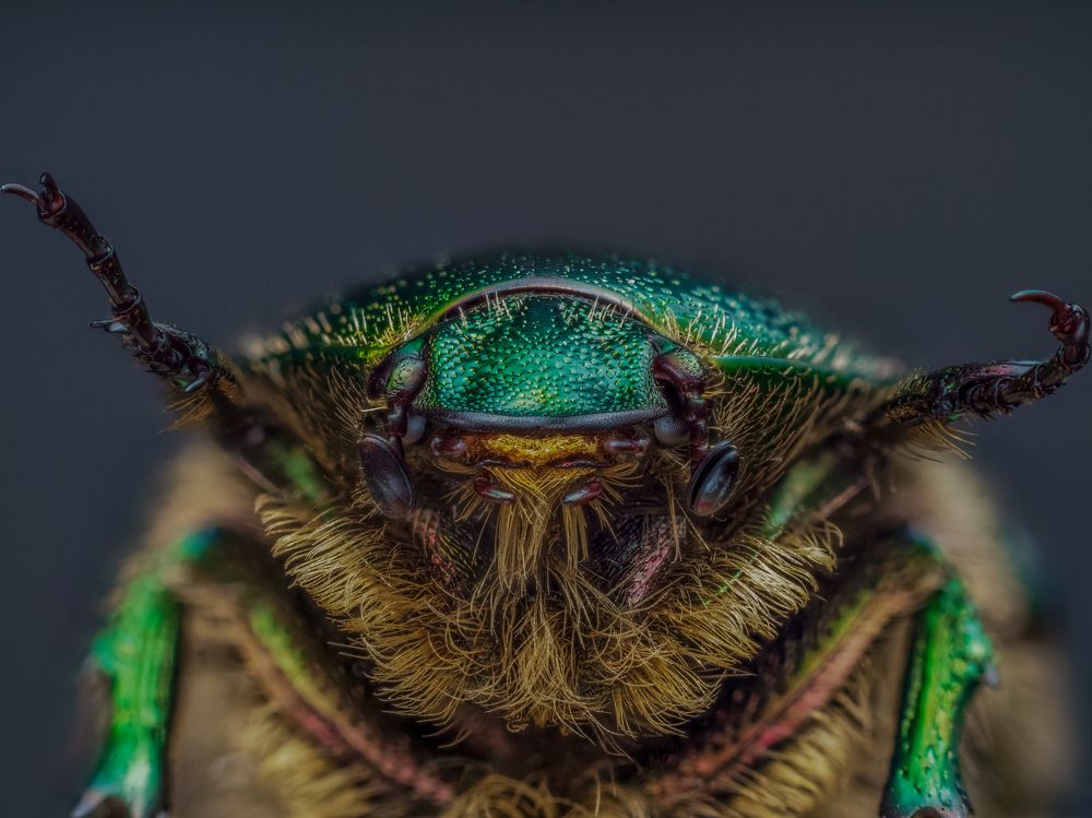 Photograph by Photons Reflectitur