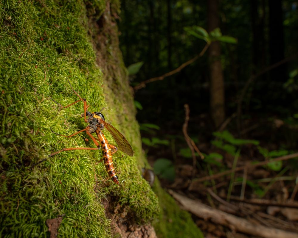 Photograph by Photons Reflectitur