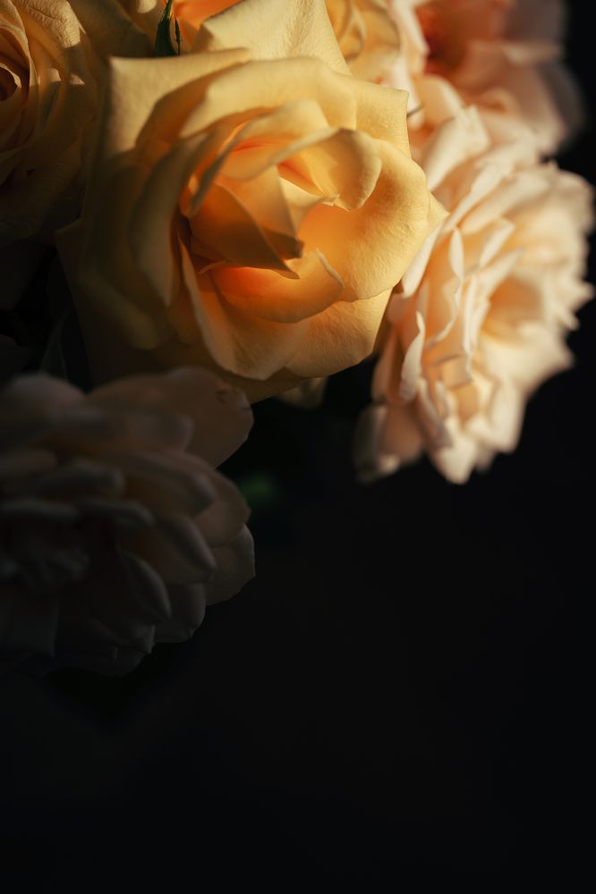 Photograph by Yuliia Pashentseva