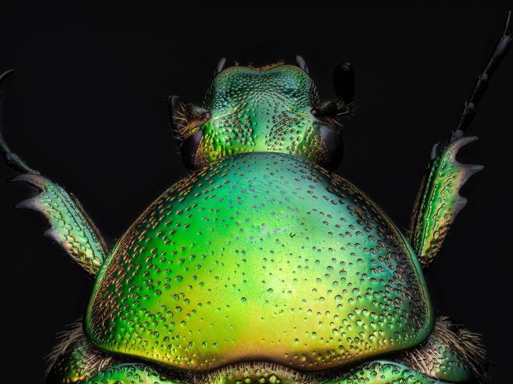 Photograph by Photons Reflectitur