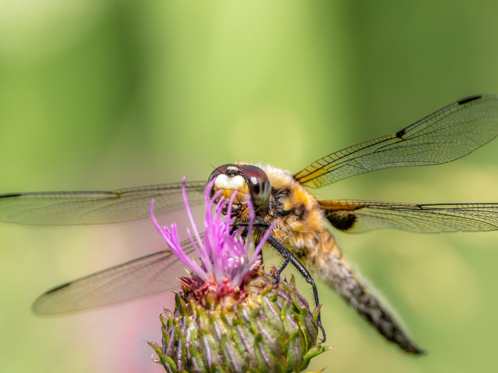 Photograph by Photons Reflectitur