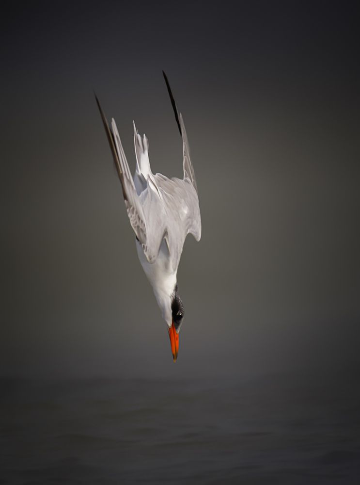 Photograph by Khalid Al-Wadhaihi