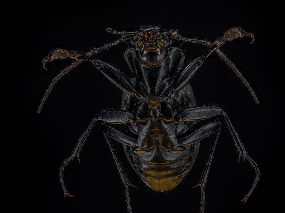 Photograph by Photons Reflectitur