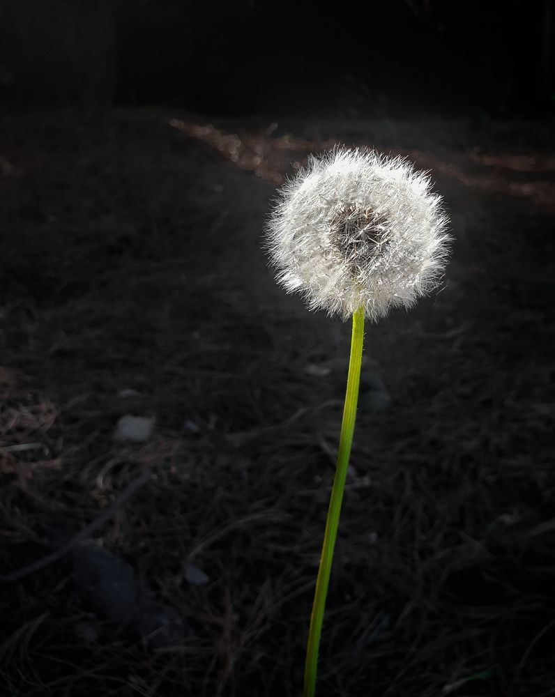 Photograph by Елена Димова