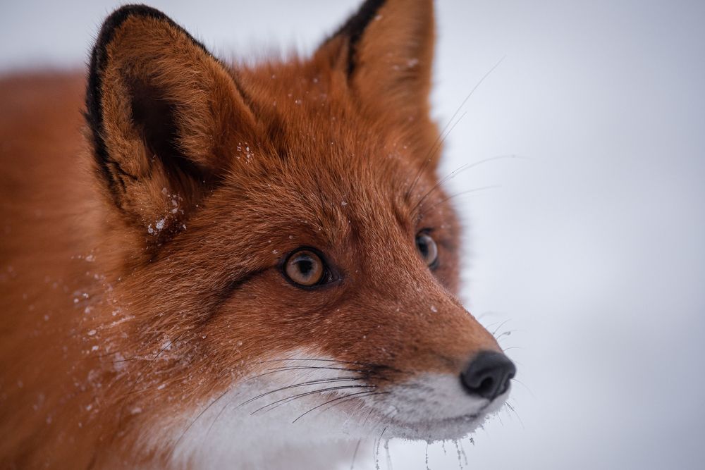 Photograph by Валентин Спичак