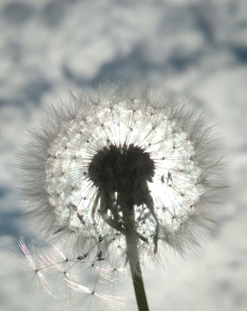 Photograph by Svetlana Litvinova