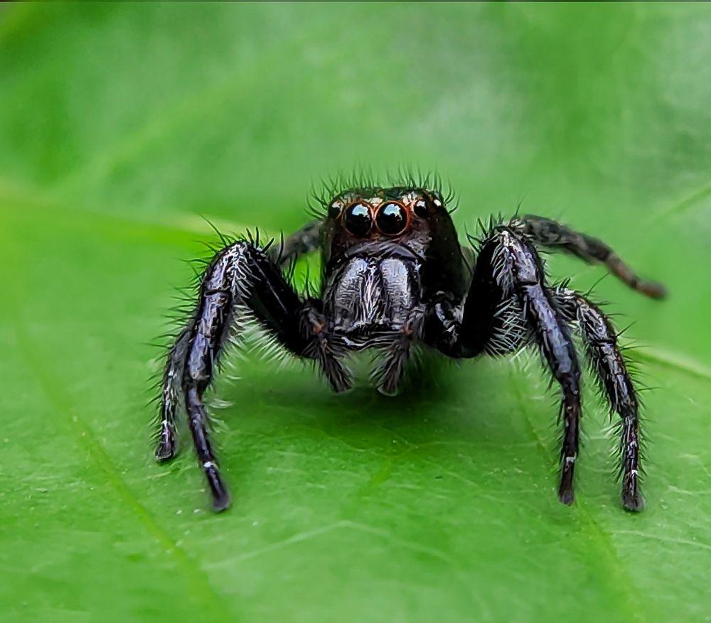 Macro of a jumping spider