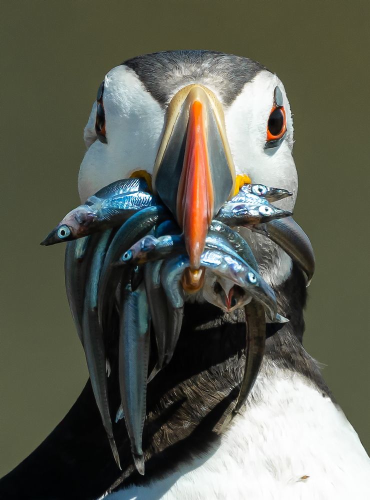 Atlantic Puffin with Sand eels