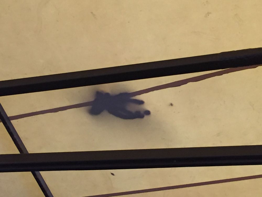 Котенок на крыше