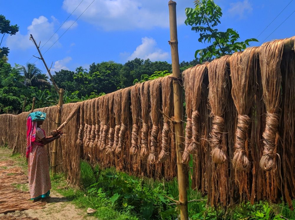 Golden fiber  of Bengal