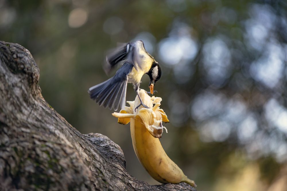 Синичкин пир.