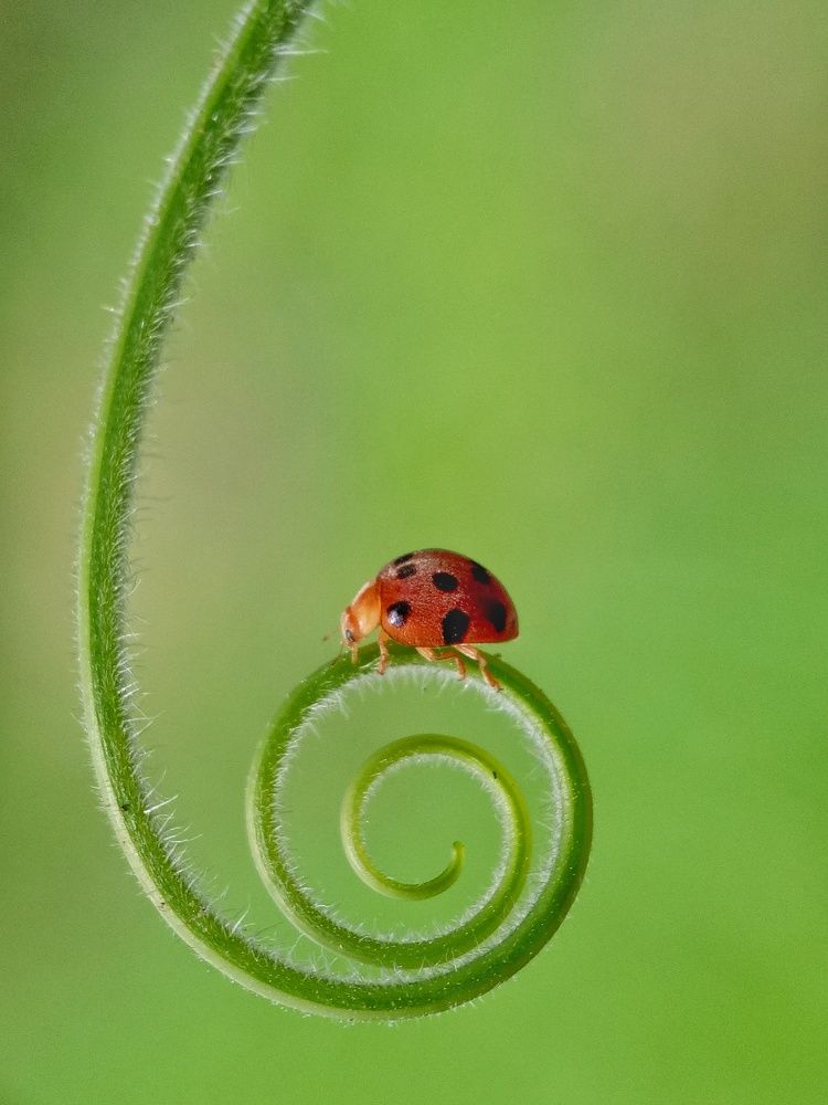 Ladybug
